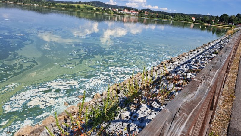 Lipno v pasti? Je voda v Lipně špinavá nebo čistá?